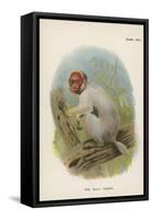 The Bald Uakari-null-Framed Stretched Canvas