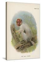 The Bald Uakari-null-Stretched Canvas