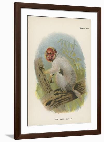 The Bald Uakari-null-Framed Giclee Print