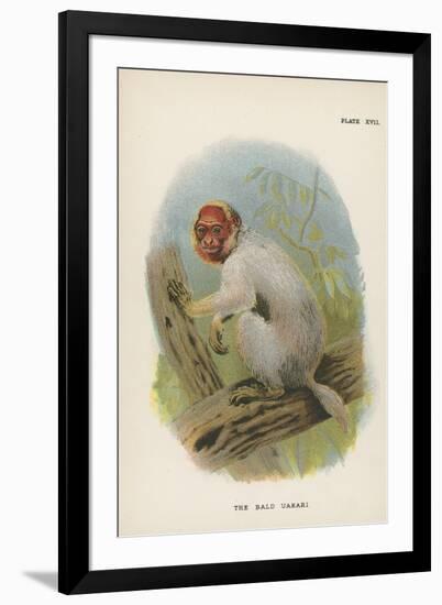 The Bald Uakari-null-Framed Giclee Print
