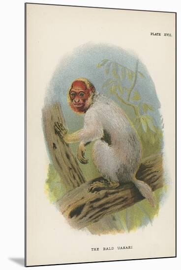 The Bald Uakari-null-Mounted Giclee Print