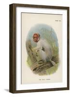 The Bald Uakari-null-Framed Giclee Print