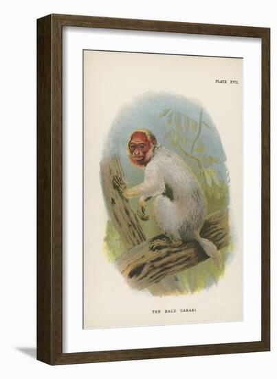 The Bald Uakari-null-Framed Giclee Print