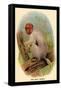 The Bald Uakari-G.r. Waterhouse-Framed Stretched Canvas