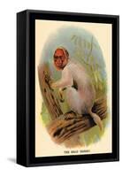 The Bald Uakari-G.r. Waterhouse-Framed Stretched Canvas