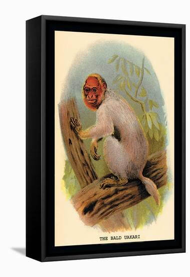 The Bald Uakari-G.r. Waterhouse-Framed Stretched Canvas