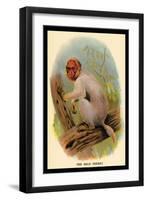 The Bald Uakari-G.r. Waterhouse-Framed Art Print