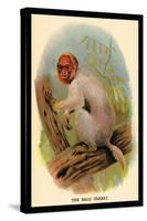 The Bald Uakari-G.r. Waterhouse-Stretched Canvas