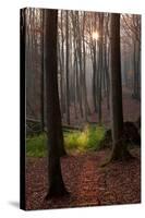 The Baltic Sea, National Park Jasmund, Autumn Forest-Catharina Lux-Stretched Canvas