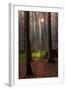 The Baltic Sea, National Park Jasmund, Autumn Forest-Catharina Lux-Framed Photographic Print