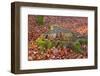 The Baltic Sea, National Park Jasmund, Beech Forest in Autumn, Tree Stump, Foliage-Catharina Lux-Framed Photographic Print