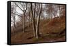 The Baltic Sea, National Park Jasmund, Steep Coast, Beech Forest-Catharina Lux-Framed Stretched Canvas
