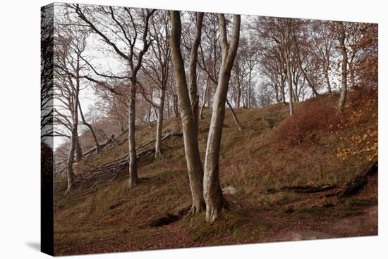 The Baltic Sea, National Park Jasmund, Steep Coast, Beech Forest-Catharina Lux-Stretched Canvas