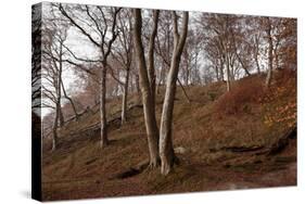 The Baltic Sea, National Park Jasmund, Steep Coast, Beech Forest-Catharina Lux-Stretched Canvas