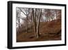 The Baltic Sea, National Park Jasmund, Steep Coast, Beech Forest-Catharina Lux-Framed Photographic Print