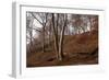 The Baltic Sea, National Park Jasmund, Steep Coast, Beech Forest-Catharina Lux-Framed Photographic Print