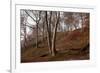 The Baltic Sea, National Park Jasmund, Steep Coast, Beech Forest-Catharina Lux-Framed Photographic Print