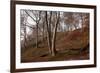 The Baltic Sea, National Park Jasmund, Steep Coast, Beech Forest-Catharina Lux-Framed Photographic Print