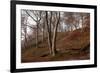 The Baltic Sea, National Park Jasmund, Steep Coast, Beech Forest-Catharina Lux-Framed Photographic Print