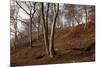 The Baltic Sea, National Park Jasmund, Steep Coast, Beech Forest-Catharina Lux-Mounted Photographic Print