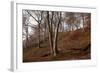 The Baltic Sea, National Park Jasmund, Steep Coast, Beech Forest-Catharina Lux-Framed Photographic Print