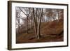 The Baltic Sea, National Park Jasmund, Steep Coast, Beech Forest-Catharina Lux-Framed Photographic Print