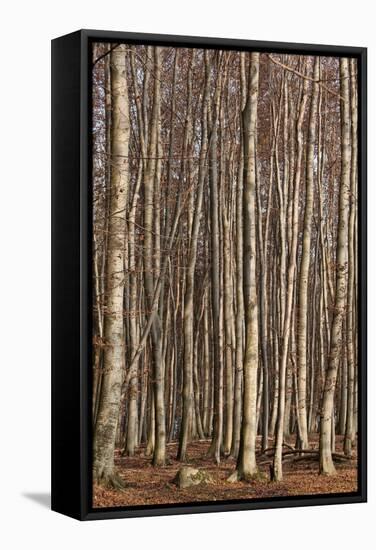 The Baltic Sea, National Park Jasmund, Steep Coast, Beech Forest-Catharina Lux-Framed Stretched Canvas