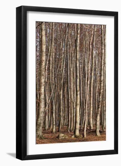 The Baltic Sea, National Park Jasmund, Steep Coast, Beech Forest-Catharina Lux-Framed Premium Photographic Print