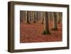 The Baltic Sea, National Park Jasmund, Steep Coast, Beech Forest-Catharina Lux-Framed Photographic Print