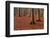 The Baltic Sea, National Park Jasmund, Steep Coast, Beech Forest-Catharina Lux-Framed Photographic Print