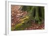 The Baltic Sea, National Park Jasmund, Steep Coast, Beech Forest-Catharina Lux-Framed Photographic Print