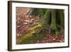 The Baltic Sea, National Park Jasmund, Steep Coast, Beech Forest-Catharina Lux-Framed Photographic Print