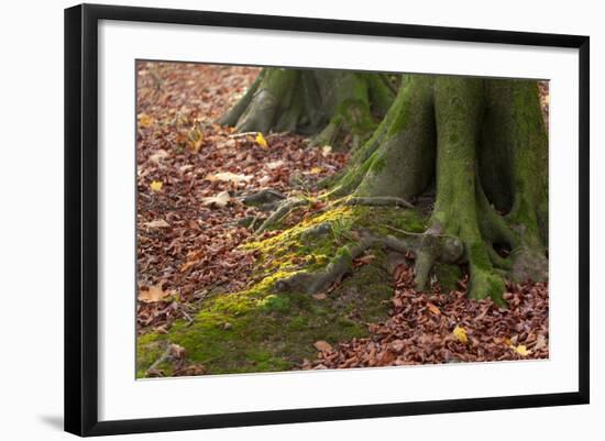 The Baltic Sea, National Park Jasmund, Steep Coast, Beech Forest-Catharina Lux-Framed Photographic Print