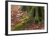 The Baltic Sea, National Park Jasmund, Steep Coast, Beech Forest-Catharina Lux-Framed Photographic Print