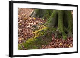 The Baltic Sea, National Park Jasmund, Steep Coast, Beech Forest-Catharina Lux-Framed Photographic Print