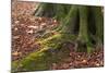 The Baltic Sea, National Park Jasmund, Steep Coast, Beech Forest-Catharina Lux-Mounted Photographic Print