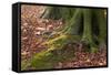 The Baltic Sea, National Park Jasmund, Steep Coast, Beech Forest-Catharina Lux-Framed Stretched Canvas