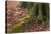 The Baltic Sea, National Park Jasmund, Steep Coast, Beech Forest-Catharina Lux-Stretched Canvas