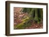 The Baltic Sea, National Park Jasmund, Steep Coast, Beech Forest-Catharina Lux-Framed Photographic Print