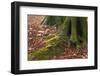 The Baltic Sea, National Park Jasmund, Steep Coast, Beech Forest-Catharina Lux-Framed Photographic Print