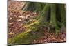The Baltic Sea, National Park Jasmund, Steep Coast, Beech Forest-Catharina Lux-Mounted Photographic Print