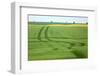 The Baltic Sea, RŸgen, Field Landscape, Rape and Barley, Summer-Catharina Lux-Framed Photographic Print