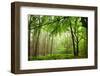 The Baltic Sea, R?gen, Mixed Forest-Catharina Lux-Framed Photographic Print