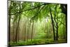 The Baltic Sea, R?gen, Mixed Forest-Catharina Lux-Mounted Photographic Print