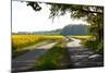 The Baltic Sea, RŸgen, Path Through Rape Field, Summer-Catharina Lux-Mounted Photographic Print