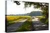 The Baltic Sea, RŸgen, Path Through Rape Field, Summer-Catharina Lux-Stretched Canvas