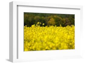 The Baltic Sea, RŸgen, Rape Field, Summer-Catharina Lux-Framed Photographic Print