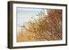 The Baltic Sea, R?gen, Rose Hip Shrub-Catharina Lux-Framed Photographic Print