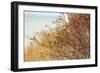 The Baltic Sea, R?gen, Rose Hip Shrub-Catharina Lux-Framed Photographic Print