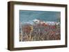 The Baltic Sea, RŸgen, Steep Coast, North Beach, Rowanberries-Catharina Lux-Framed Photographic Print